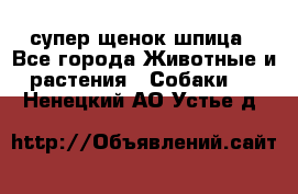 супер щенок шпица - Все города Животные и растения » Собаки   . Ненецкий АО,Устье д.